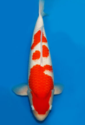 Koi Shop Dainichi Kohaku Nisai SuperRikidozan female 60cm T14-0133