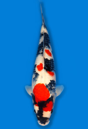 Koi Shop Dainichi Showa JumboTosai MonaLisa - 45cm T06-1506