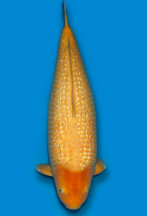 Koi Verkauf Test 1 Kawari