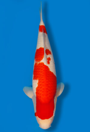 Nisai Auktion inkl. Aufzucht Test 3