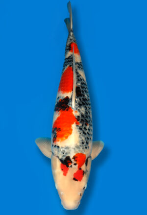 Koi Shop Dainichi Showa Sansai MonaLisa female 75cm T15-0571