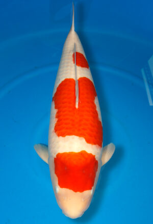 Koi Shop Dainichi Kohaku Yonsai SuperRikidozan female 78cm T15-0571