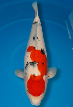 Koi Verkauf Test 1 Sanke Sansai