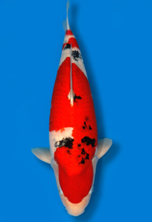 Koi Verkauf Test1  Sanke Nisai