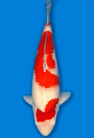 Koi Shop Dainichi Kohaku JumboTosai SuperRikidozan – 52cm T06-1706