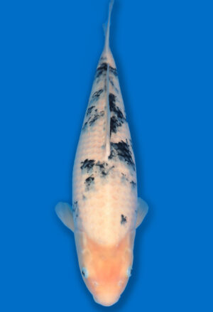 Koi Verkauf Test1 Sanke Tosai