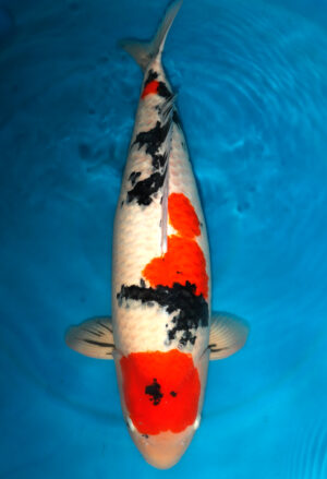 Koi Verkauf Test 1 Sanke Yonsai