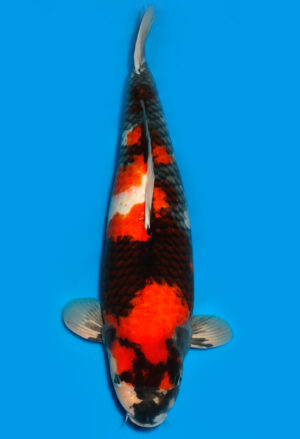 Koi Shop Dainichi Showa Nisai MonaLisa 69cm female T15-0144