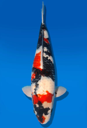 Tosai Auktion Test 1