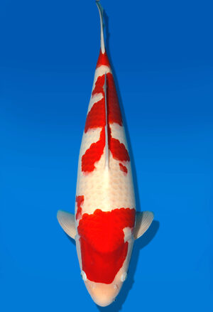 Koi Shop Dainichi Kohaku Nisai SuperRikidozan female 61cm T06-0094