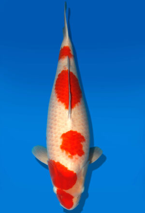 Koi Shop Dainichi Kohaku Nisai SuperRikidozan female 60cm T06-0100