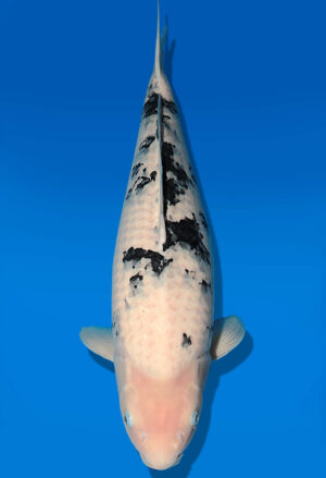 Koi Auktion Dainichi Bekko Nisai MSankeJr. female 52cm T06-0059