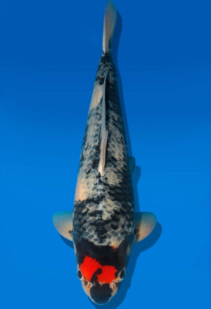 Koi Shop Dainichi TanchoShowa Nisai BlackMonroe female 55cm T06-0067