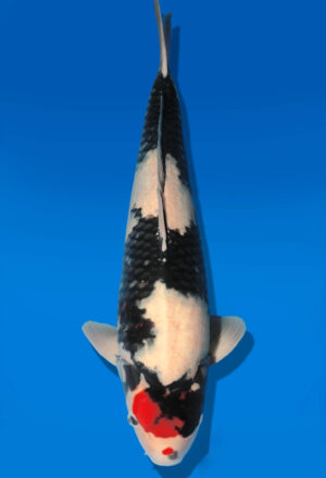 Koi Shop Dainichi TanchoShowa Nisai BlackMonroe male 64cm T06-0065