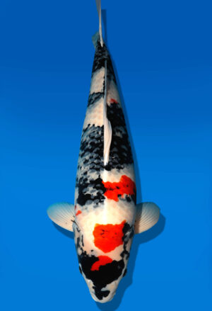 Koi Shop Dainichi Showa Yonsai MonaLisa female 80cm T15-0572