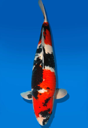 Koi Shop Dainichi Showa Sansai MonaLisa male 77cm T15-0234