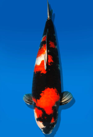 Koi Shop Dainichi Showa Sansai MonaLisa female 74cm T15-0144