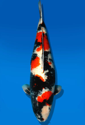 Koi Shop Dainichi Showa Sansai MonaLisa female 72cm T15-0290