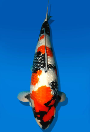 Koi Shop Dainichi GinrinShowa Sansai XGinrinShowa female 67cm T15-0205