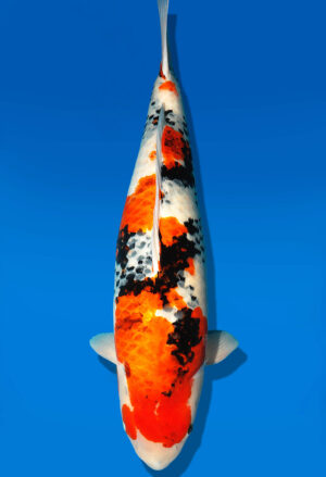 Koi Shop Dainichi GinrinShowa Sandai MonaLisa female 75cm T15-167