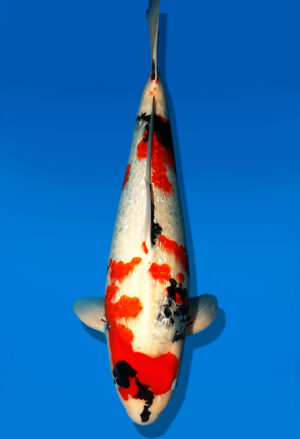Koi Shop Dainichi GinrinShowa Sansai XGinrinShowa female 64cm T15-0746