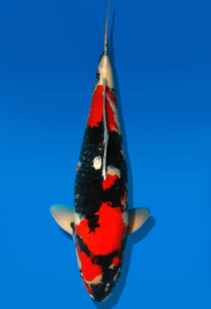 Koi Shop Dainichi Showa Sansai Monroe female 67cm T15-0179