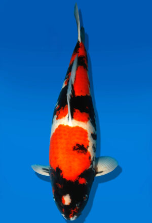 Koi Shop Dainichi Showa Sansai MonaLisa female 68cm T15-0291