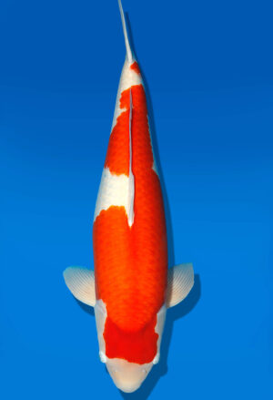 Koi Shop Dainichi Kohaku Sansai SuperRikidozan female 76cm T15-0746