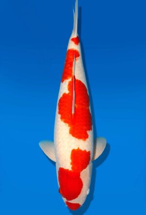 Koi Shop Dainichi Kohaku Sansai SuperRikidozan female 78cm T14-1536