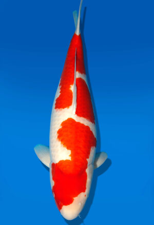 Koi Shop Dainichi Kohaku Sansai DMM female 67cm T15-0976