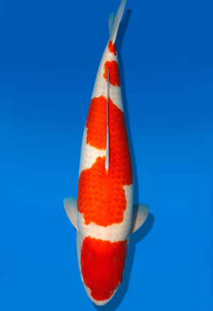 Koi Shop Dainichi Kohaku Sansai RedTiger female 75cm T15-0748