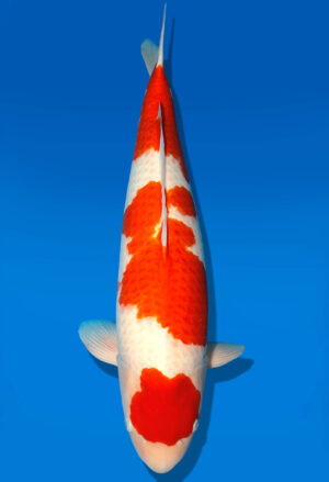 Koi Shop Dainichi Kohaku Sansai DMM female 78cm T15-0749