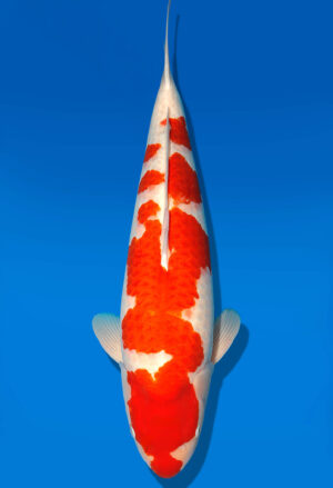 Koi Shop Dainichi Kohaku Sansai DMM female 73cm T15-0745