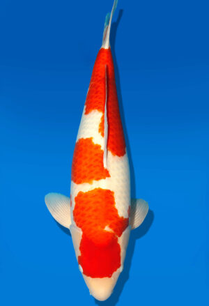 Koi Shop Dainichi Kohaku Sansai SuperRikidozan male 75cm T15-0744