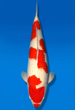Koi Shop Dainichi Kohaku Sansai DMM female 75cm T15-0974