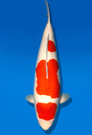 Koi Shop Dainichi Kohaku Gosai SuperRikidozan female 80cm T15-0571