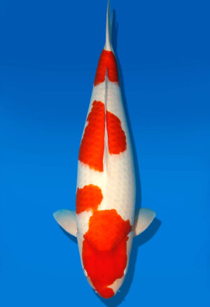 Koi Shop Dainichi Kohaku Sansai RedTiger female 78cm T15-0328