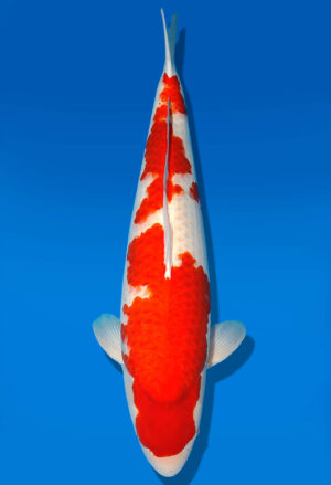 Koi Shop Dainichi Kohaku Nisai RedTiger female 67cm T15-0325