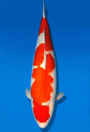 Koi Shop Dainichi Kohaku Sansai RedTiger female 78cm T15-0326