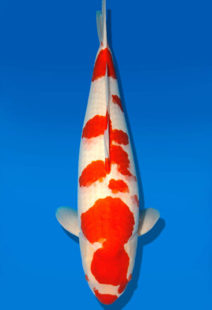 Koi Shop Dainichi Kohaku Sansai DMM female 70cm T15-0981