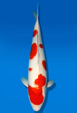 Koi Shop Dainichi Kohaku Nisai DMM female 68cm T15-0997