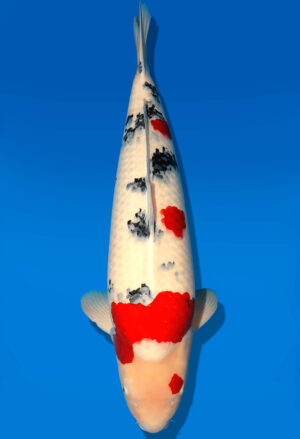 Koi HP Dainichi Sanke Sansai Mr.Big female 76cm T15-0318