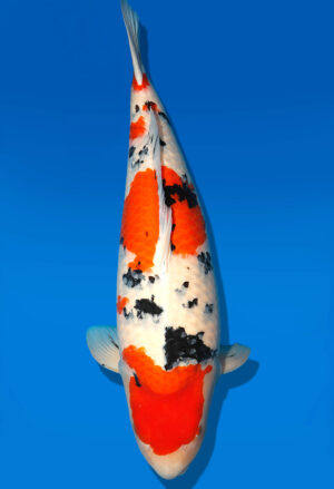 Koi Kauf Dainichi Sanke Sansai Mr.Big female 76cm T15-0321