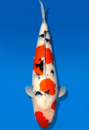 Koi Shop Dainichi Sanke Sansai MrBig female 73cm T14-1531