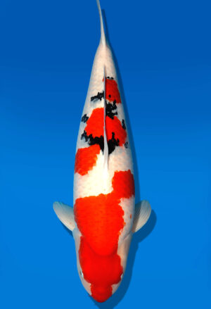 Koi Kauf Dainichi Sanke Sansai Mr.Big female 73cm T15-0320