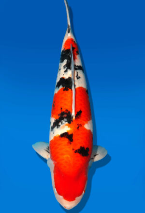Koi Kauf Dainichi Sanke Sansai MrBig female 76cm T15-0326