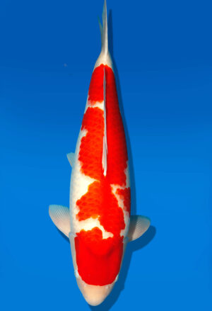 Koi Kauf Dainichi Kohaku Sansai DMM female 68cm T15-0327