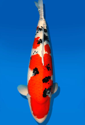 Koi HP Dainichi Sanke Sansai Mr.Big female 76cm T15-0319