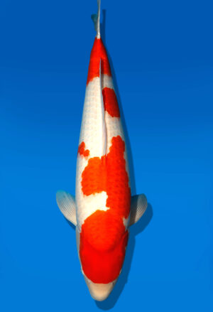 Koi Kauf Dainichi Kohaku Sansai DMM female 74cm T15-0328