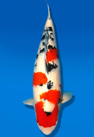 Koi Shop Dainichi Sanke Sansai MrBig female 70cm T14-1544